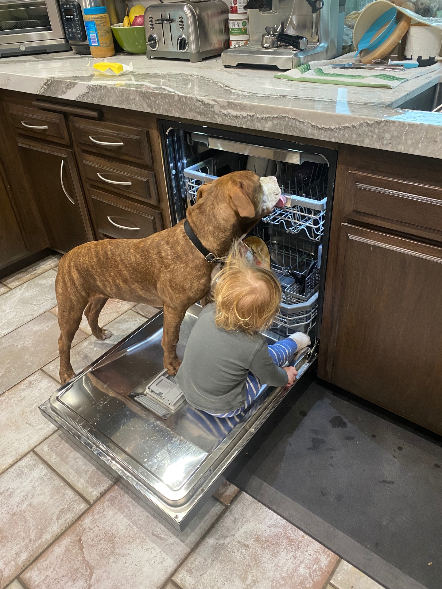 The family dog and our youngest crew member giving a dishwasher a final inspection