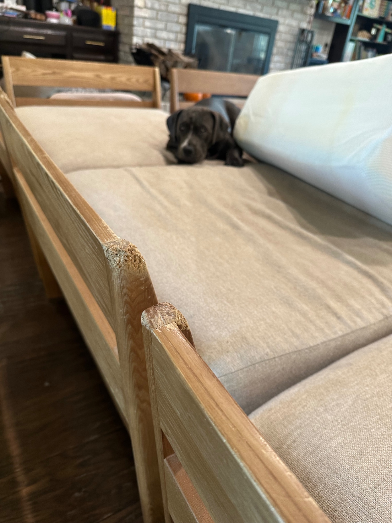 Couch with dog-chewed wooden arms and a dog resting on the cushions