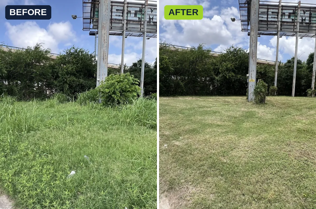Overgrown commercial lot cleanup before and after